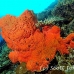 sponge_orange_sr_h_0705_png0225.jpg